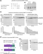 BMP-7 Antibody in Western Blot (WB)