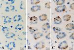 CXCL14 Antibody in Immunohistochemistry (IHC)