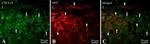 CXCL14 Antibody in Immunohistochemistry (Frozen) (IHC (F))
