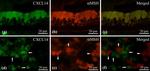 CXCL14 Antibody in Immunohistochemistry (Frozen) (IHC (F))