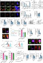 CD11b Antibody in Flow Cytometry (Flow)