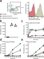 CD163 Antibody in Flow Cytometry (Flow)