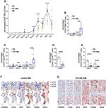 IRF8 Antibody in Immunohistochemistry (Paraffin) (IHC (P))