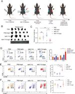 FOXP3 Antibody in Flow Cytometry (Flow)
