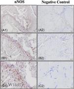 nNOS Antibody in Immunohistochemistry (Paraffin) (IHC (P))