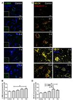MYLK Antibody in Immunohistochemistry (Paraffin) (IHC (P))