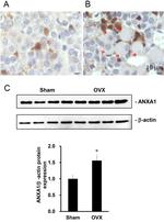 Annexin A1 Antibody in Immunohistochemistry (PFA fixed) (IHC (PFA))
