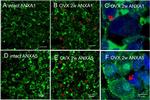 Annexin A1 Antibody in Immunohistochemistry (PFA fixed) (IHC (PFA))