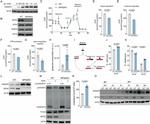ATP Synthase beta Antibody in Western Blot (WB)