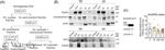 NMDAR2B Antibody in Western Blot (WB)