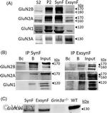 NMDAR2B Antibody in Western Blot, Immunoprecipitation (WB, IP)