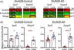 NMDAR2B Antibody in Western Blot (WB)