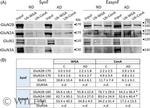 NMDAR2A Antibody in Western Blot (WB)