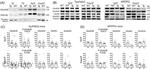 NMDAR2B Antibody in Western Blot (WB)