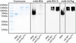 Bovine Serum Albumin Antibody in Western Blot (WB)