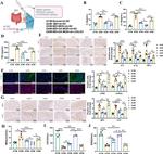 IL-1 beta Antibody in Immunohistochemistry (Paraffin) (IHC (P))