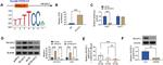 NFATC2 Antibody in Western Blot, ChIP Assay (WB, ChIP)