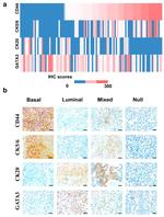 CD44 Antibody in Immunohistochemistry (IHC)