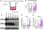 beta Actin Antibody in Western Blot (WB)
