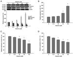 p21 Antibody in Western Blot (WB)