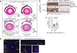 RPE65 Antibody in Immunohistochemistry (Paraffin) (IHC (P))