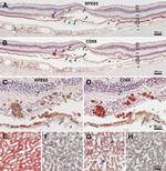 RPE65 Antibody in Immunohistochemistry (IHC)