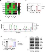 NQO1 Antibody in Western Blot (WB)
