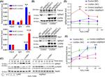 GAPDH Antibody in Western Blot (WB)