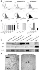 CD9 Antibody in Western Blot (WB)
