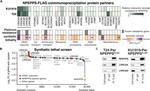 NPEPPS Antibody in Western Blot (WB)