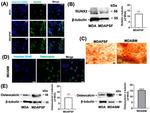 Osteocalcin Antibody in Western Blot (WB)