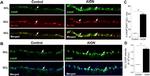 CHOP Antibody in Immunohistochemistry (Frozen) (IHC (F))