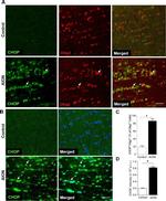 CHOP Antibody in Immunohistochemistry (Frozen) (IHC (F))