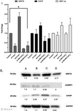CHOP Antibody in Western Blot (WB)