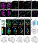 P-Glycoprotein Antibody in Immunohistochemistry (IHC)