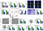 P-Glycoprotein Antibody in Western Blot (WB)