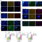 Plasminogen Antibody in Immunohistochemistry (PFA fixed) (IHC (PFA))