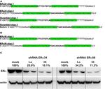 Estrogen Receptor alpha Antibody in Western Blot (WB)