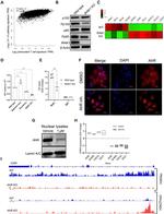AHR Antibody in Western Blot (WB)