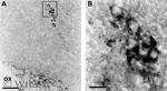 Prolactin Receptor Antibody in Immunohistochemistry (IHC)