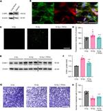ICAM-1 Antibody in Western Blot (WB)