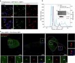 c-Myc Antibody in Western Blot (WB)