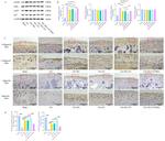 Aggrecan Antibody in Immunohistochemistry (Paraffin) (IHC (P))