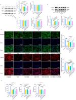 Aggrecan Antibody in Western Blot (WB)