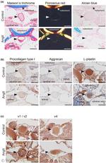 Aggrecan Antibody in Immunohistochemistry (Paraffin) (IHC (P))