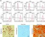 CD44 Antibody in Flow Cytometry (Flow)