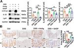 PCNA Antibody in Immunohistochemistry (Paraffin) (IHC (P))
