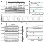 PCNA Antibody in Western Blot (WB)