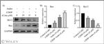 Bcl-2 Antibody in Western Blot (WB)