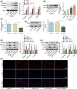 Vimentin Antibody in Western Blot (WB)